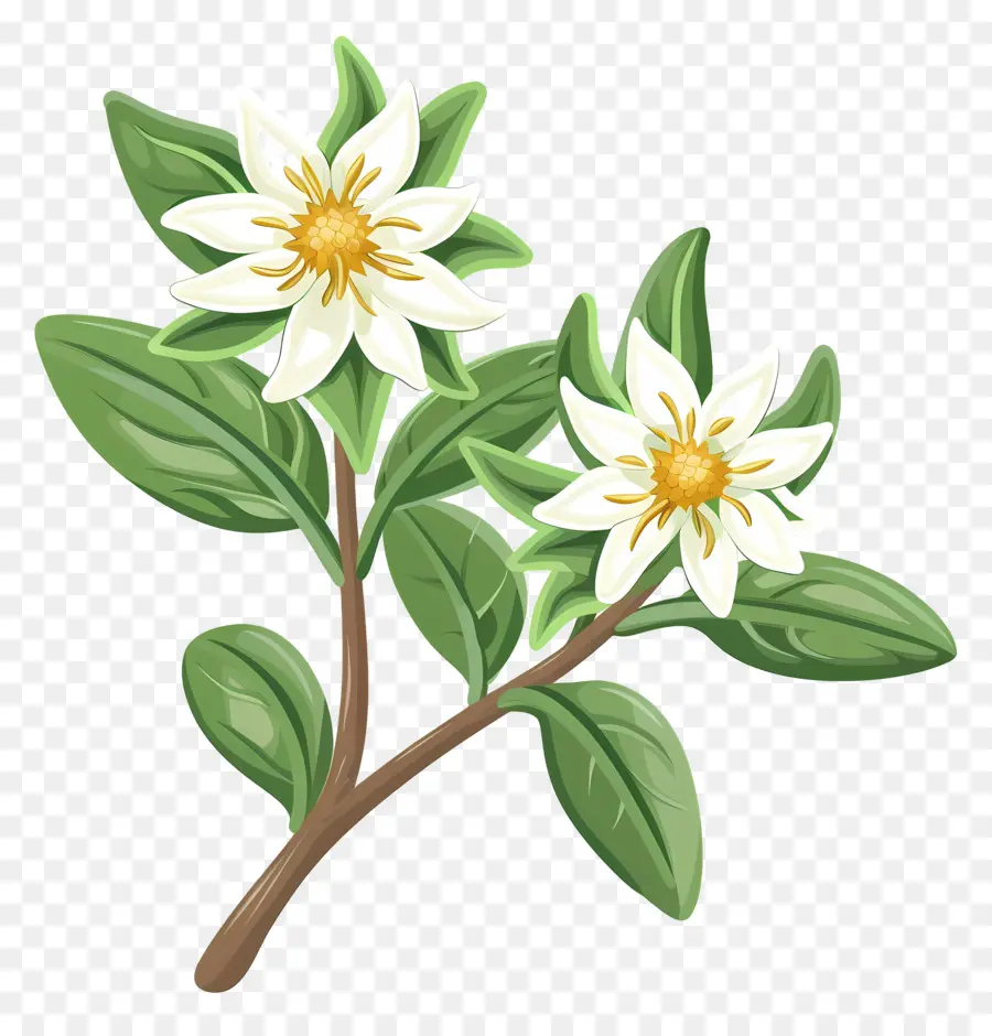 edelweiss white flowers green leaves branch petals
