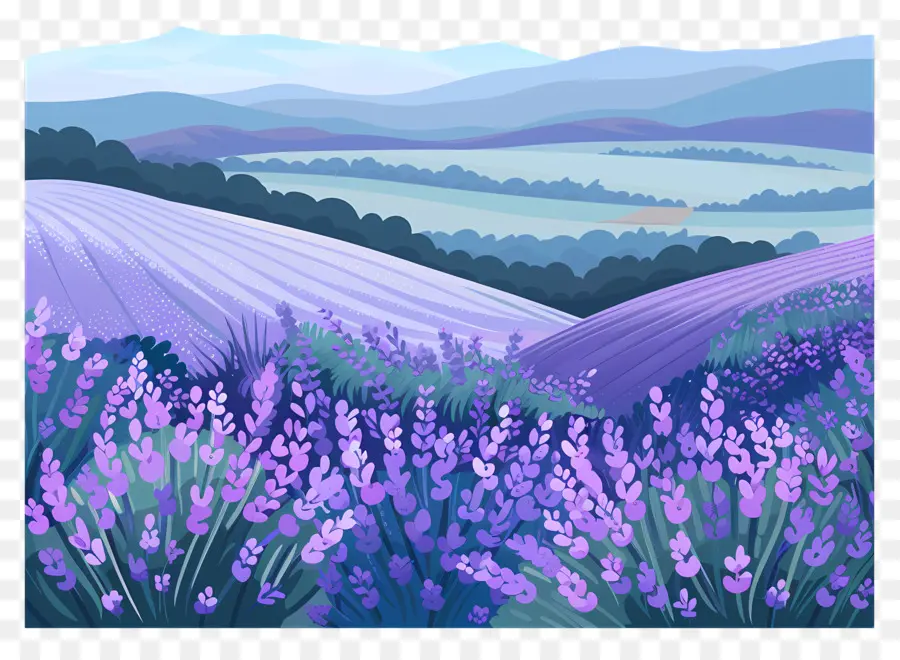 Lavendelfeld Lavendelfelder ländliche Landschaft Rollende Hügelbäume - Ruhiges Lavendelfeld im ländlichen Umfeld
