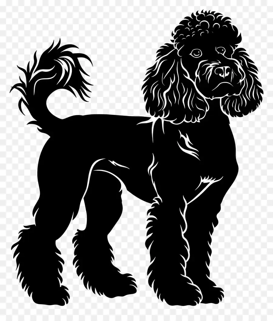 Hund silhouette - Pudelzeichnung, auf den Hinterbeinen stehen
