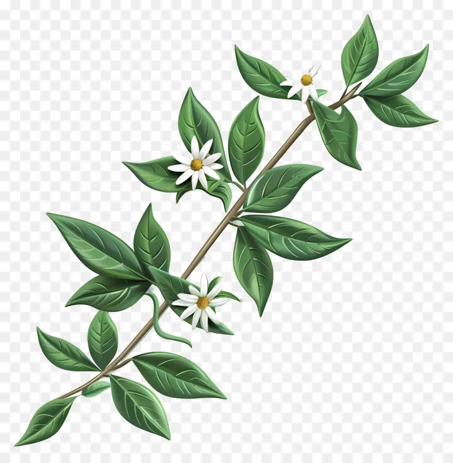 Edelweiss weiße Blüten Zweiggrüne Blätter botanisch - Weiße Blüten auf dunklem Zweig mit Blättern