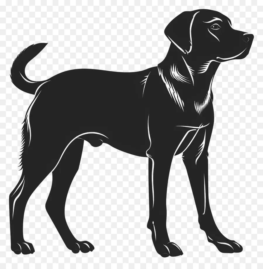 cane silhouette - Silhouette di cane che guarda in distanza