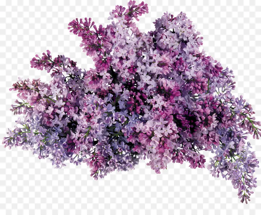 Stubenbuschstabbube Lilacs Blüten - Fliederhaufen in lila Schatten