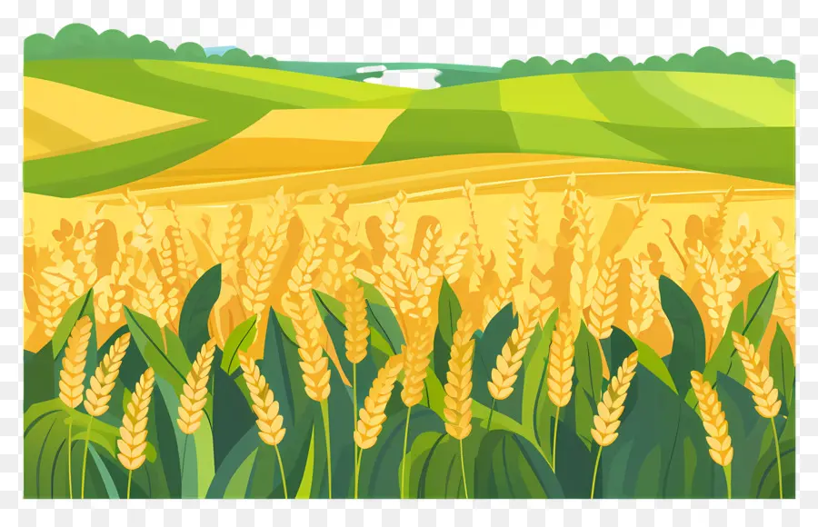 Cây lúa mì trồng lúa mì nông nghiệp trồng trọt - Cánh đồng lúa mì tươi tốt với cây và đồi