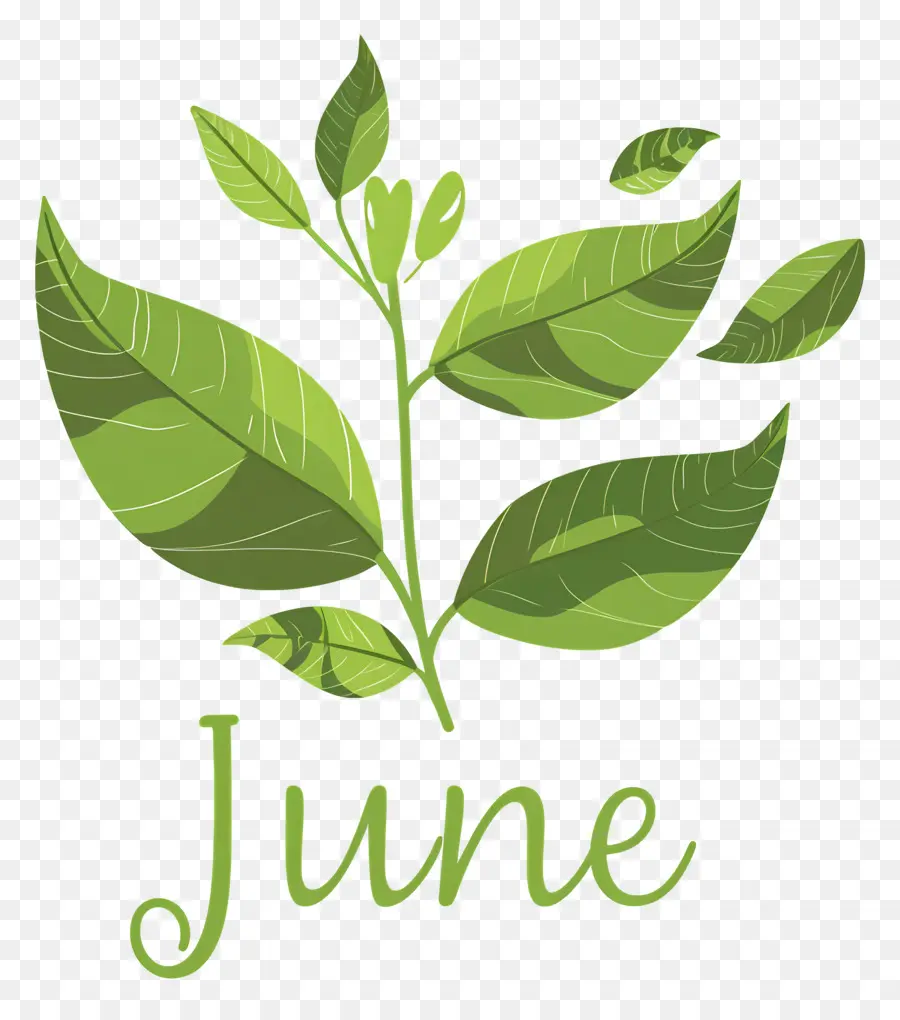 Hallo Juni Juni Grüne Pflanzenblätter - Grüne Pflanze mit 
