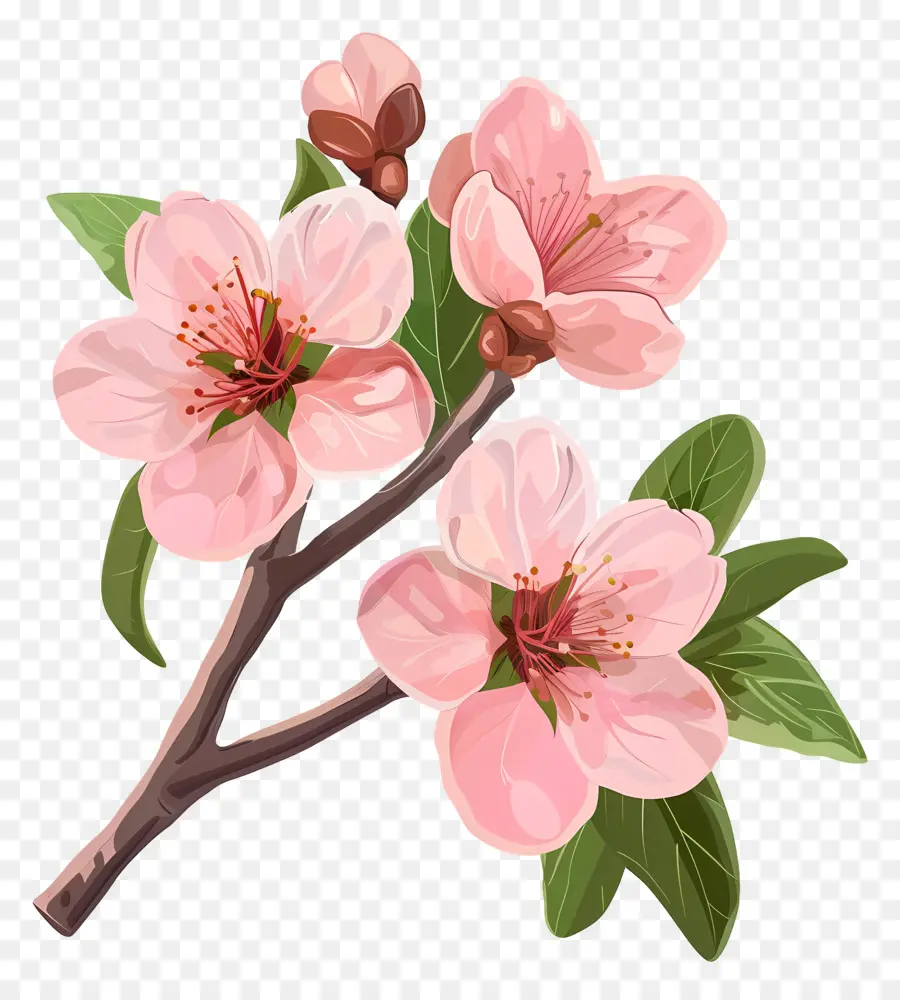 peach blossom pear tree flowering branch white flowers five petals