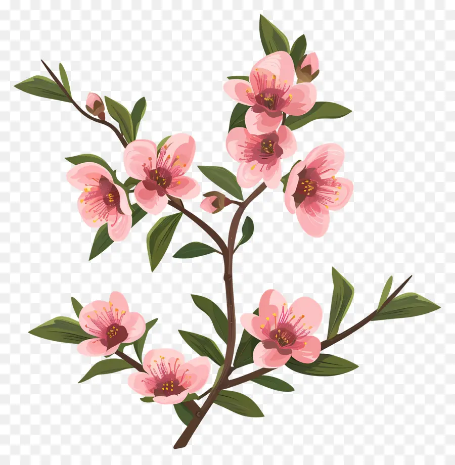 peach blossom pink blossoms flowering tree green leaves black background