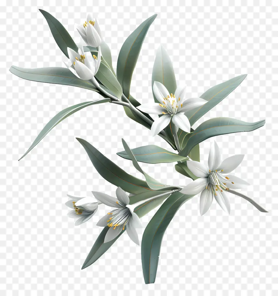 edelweiss white flowers cluster green leaves stems