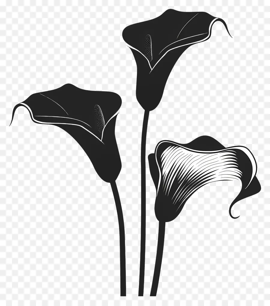 Gesteck - Elegante Schwarz -Weiß -Calla -Lilien Zeichnung