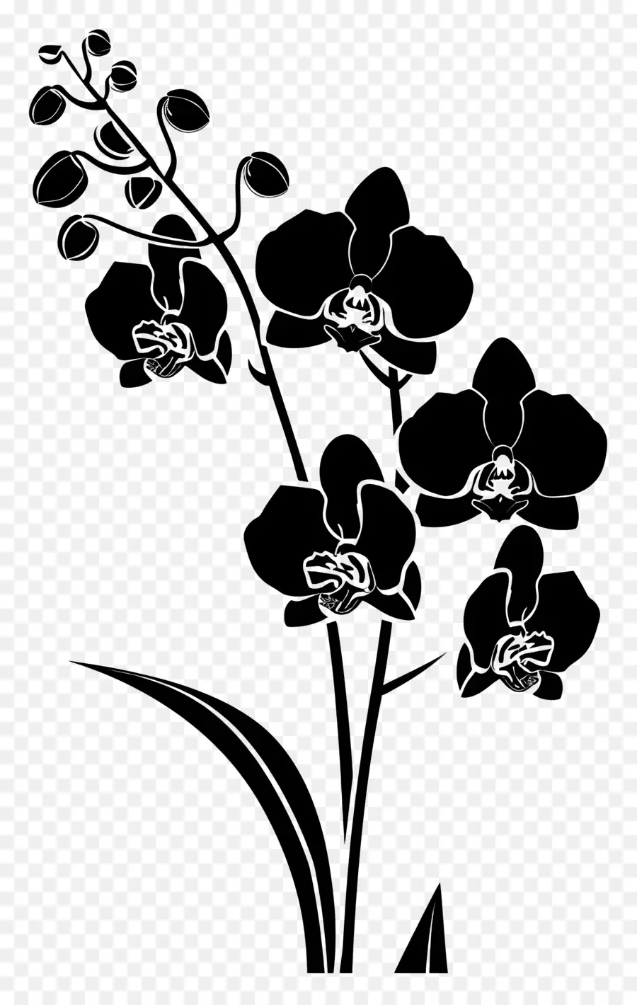 Fiori Silhouette Scarcia Scarica Fiori gocce d'acqua Fiori bianchi - Camera scura con fiori bianchi e gocce d'acqua