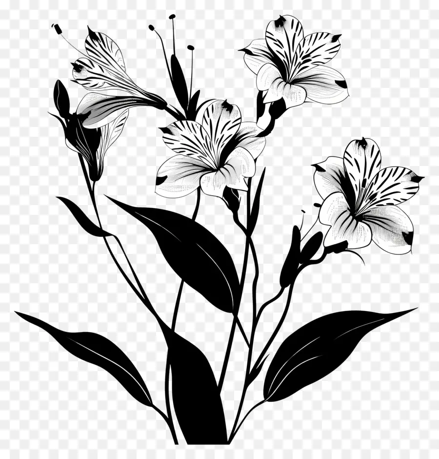 flowers silhouette white flowers stems black background arranged