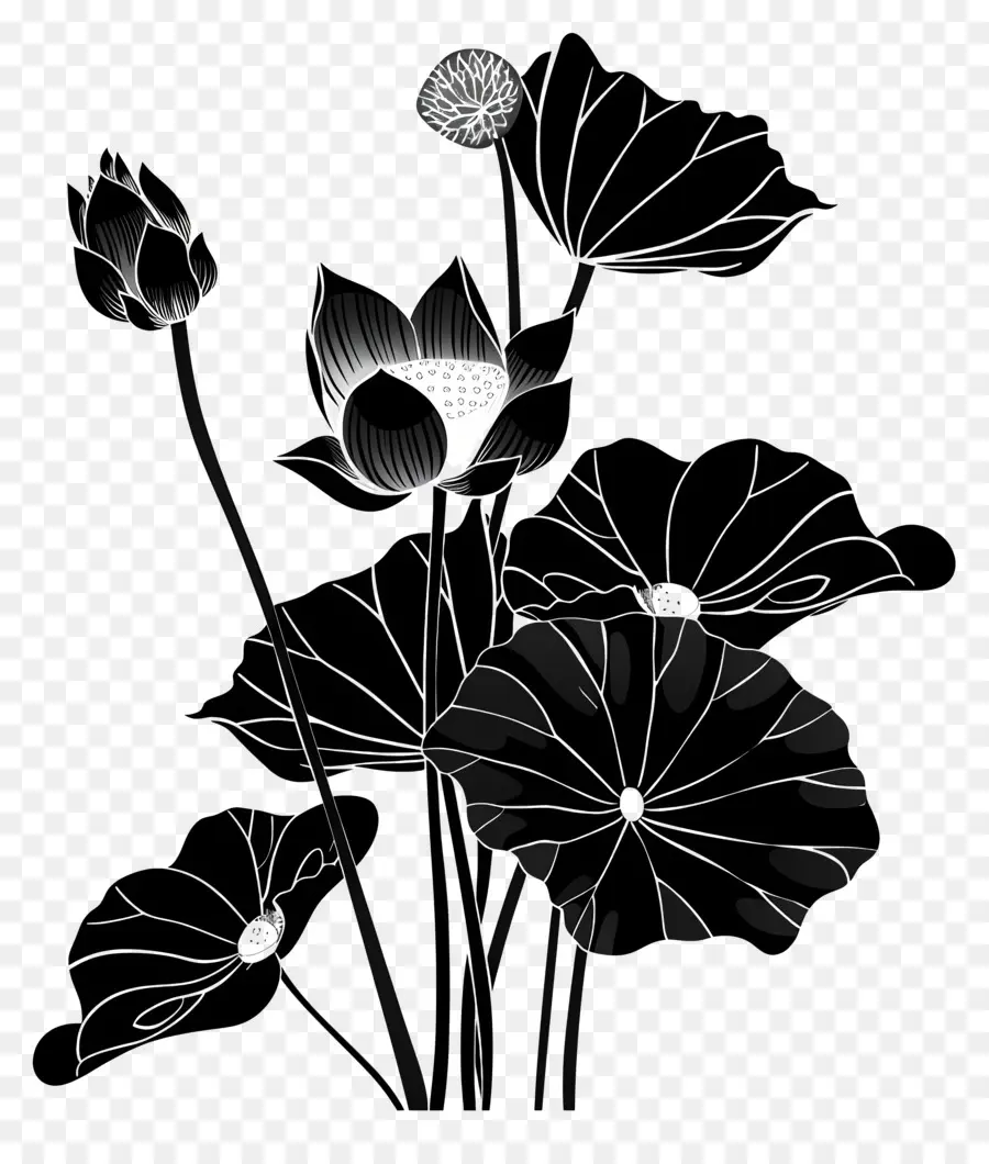 Hoa Silhouette Lotus Hoa màu đen và trắng Cánh hoa màu vàng Trung tâm - Ảnh đen trắng của hoa sen