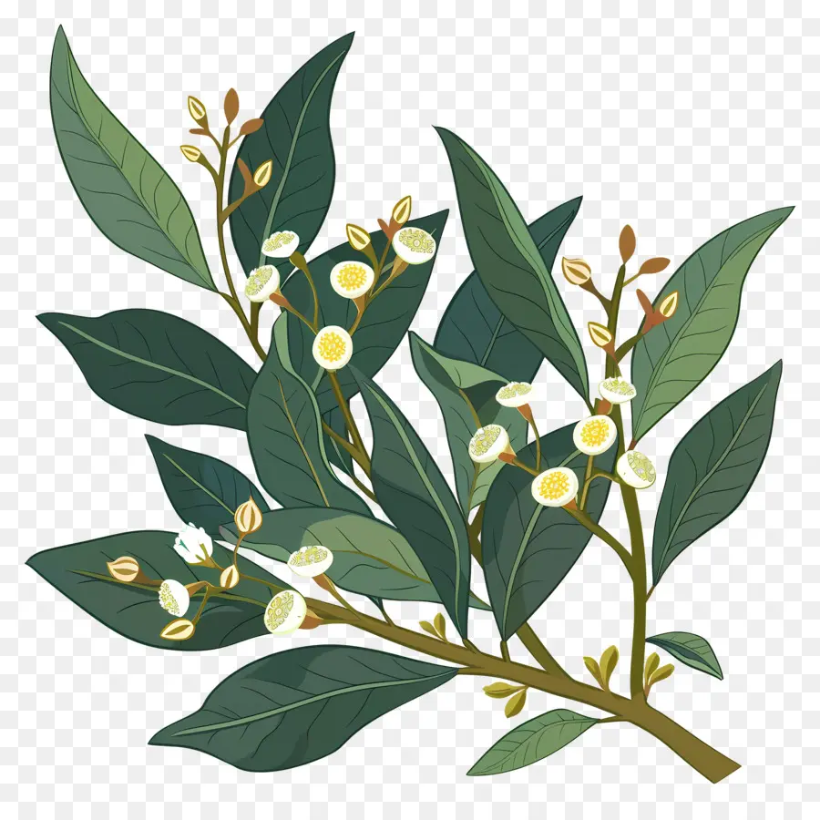 Bay Laurel Trắng Hoa Trồng lá xanh lá cây - Hoa trắng trên cây xanh, nền đen