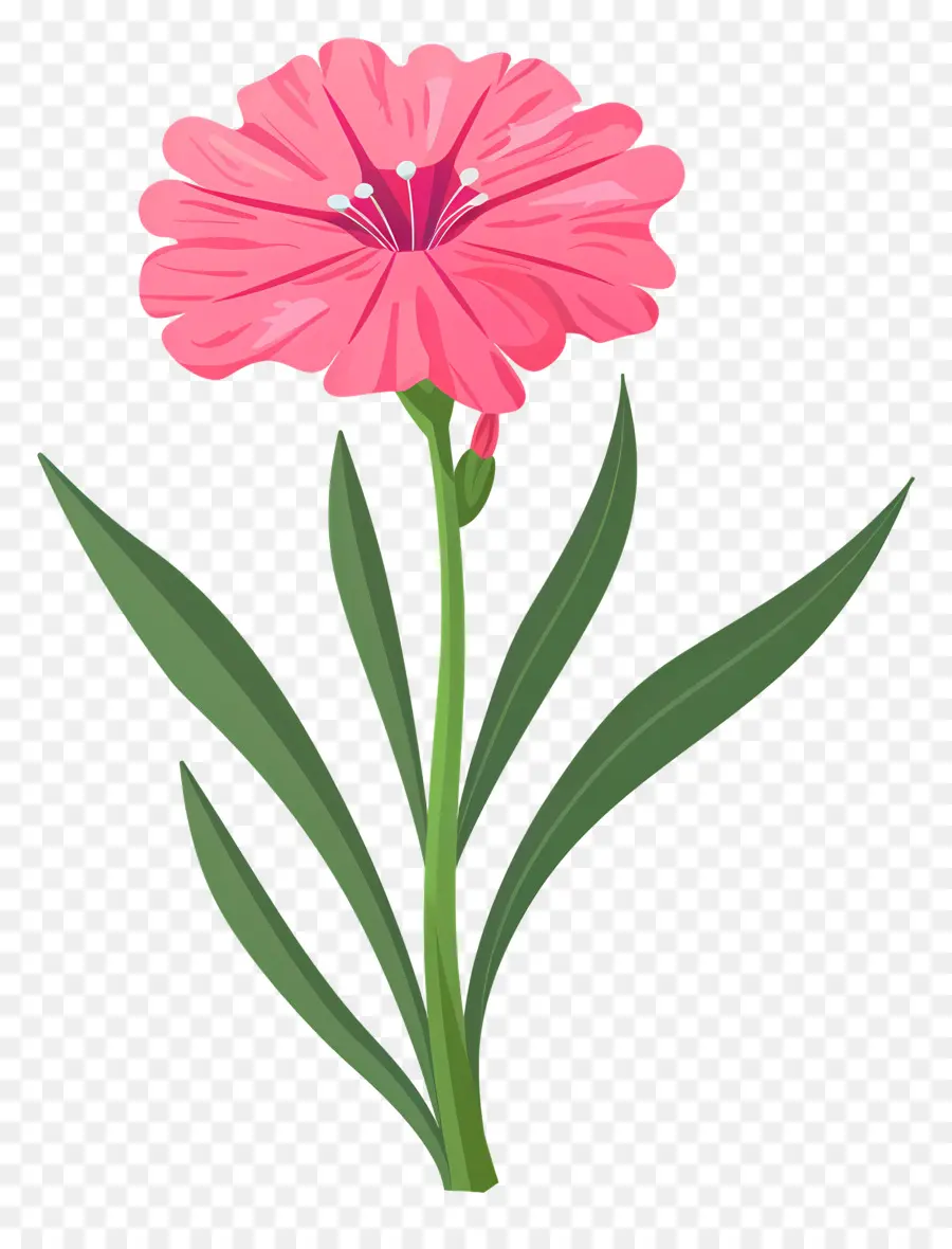 fiore rosa - Fiore rosa con foglie verdi stelo