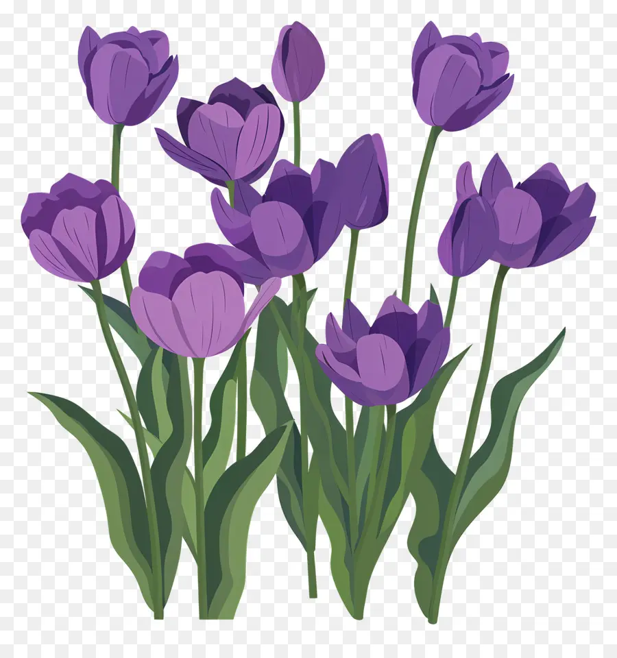 hoa tulip màu tím hoa tulip hoa mùa xuân - Hoa tulip màu tím trong cụm rực rỡ với lá