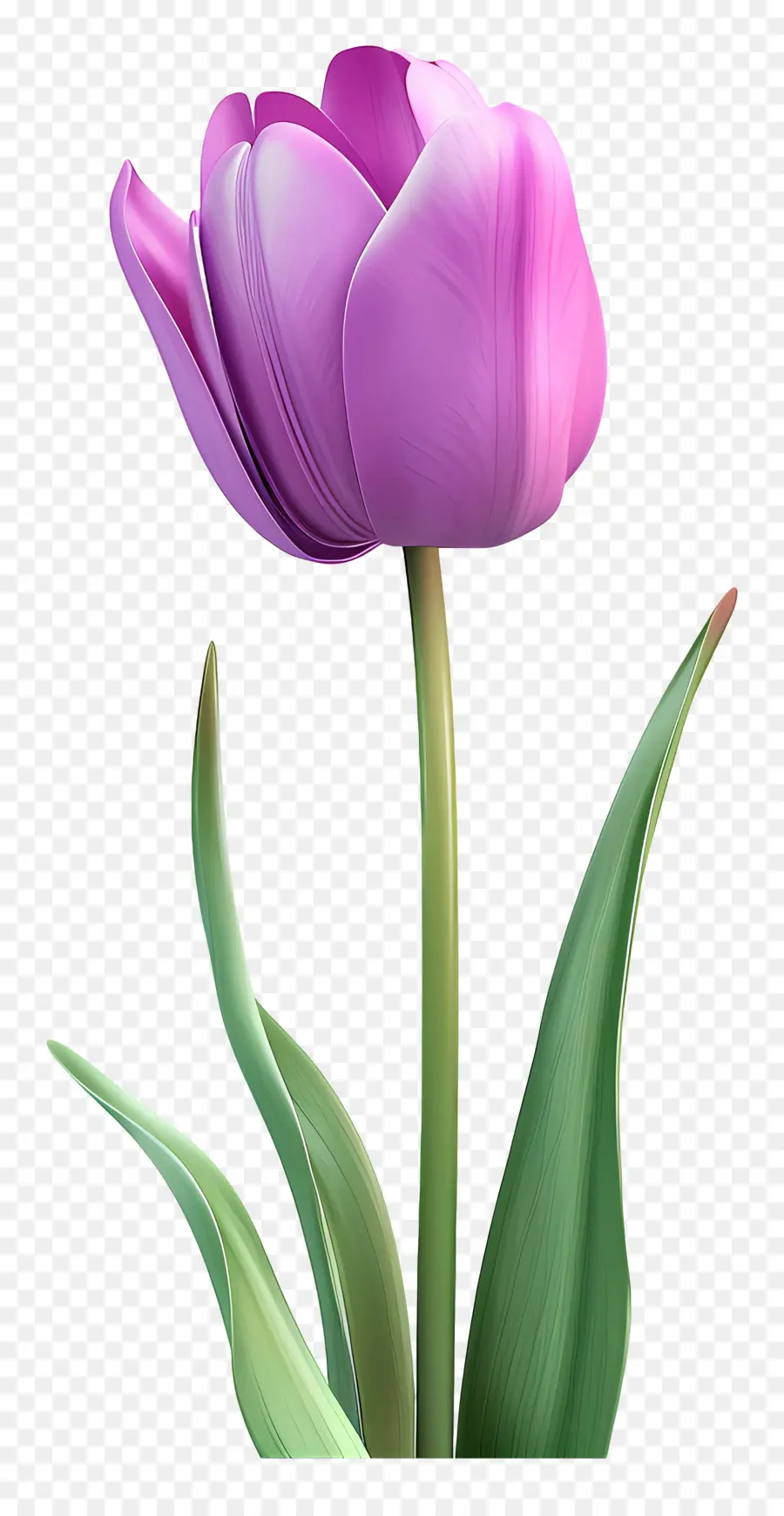 tulipano viola tulipano viola foglie verdi fiore - Tulipico viola su sfondo nero, nessuna luce