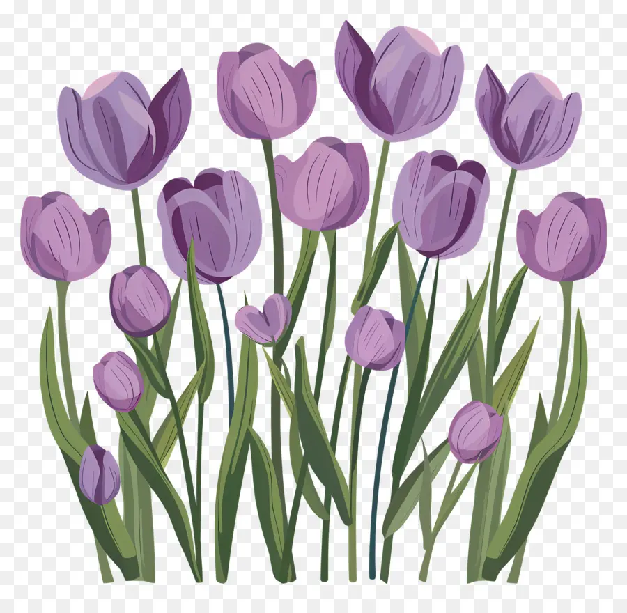 purple tulips tulips flowers pink greenery