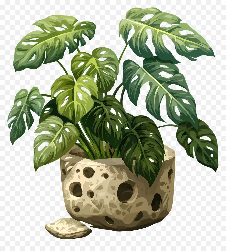 swiss cheese plant potted plant rock green leaves dirt