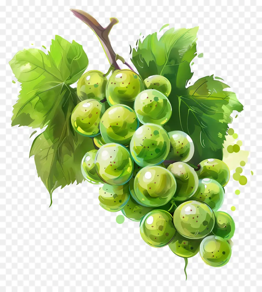 uva verde uva verde gambo realistico - Immagine realistica di uva verde con goccioline