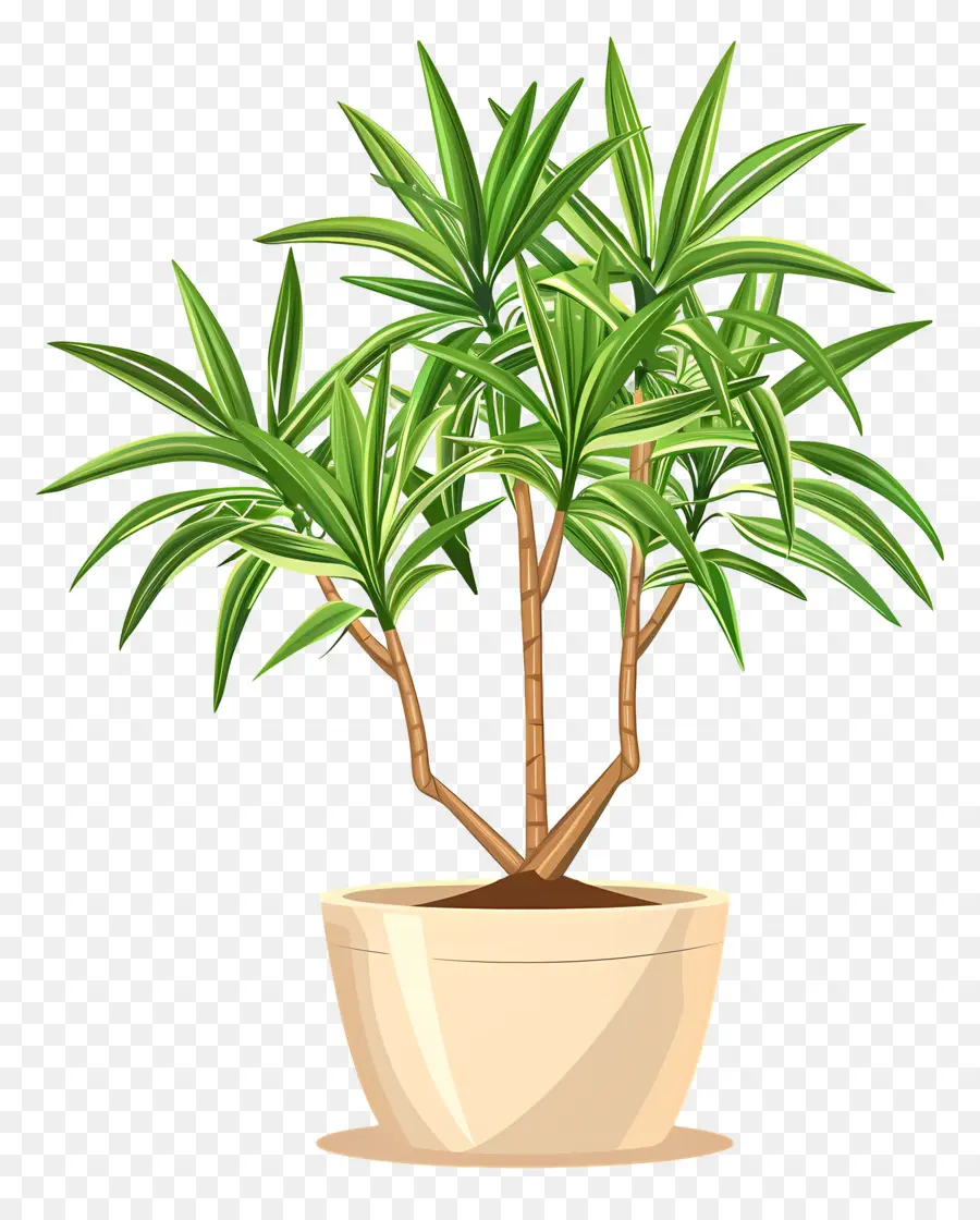 pianta di bambù - Pianta verde in vaso su sfondo nero