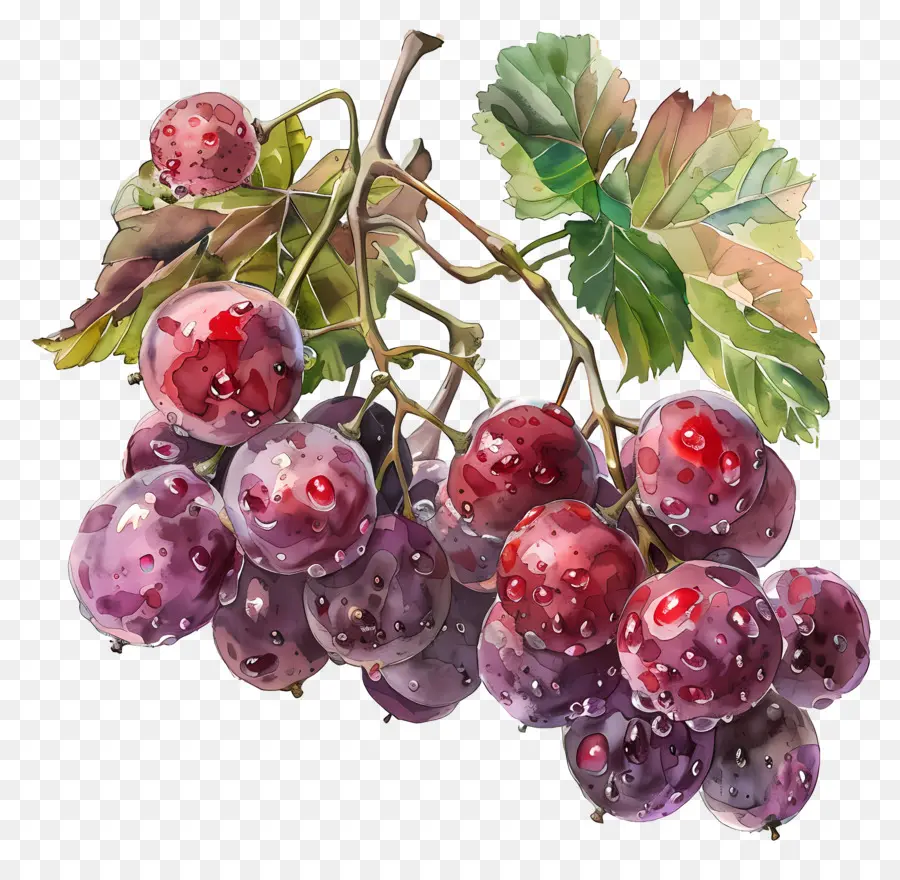 uva rossa uva uva viola uva verde gocce di pioggia - Gocce di pioggia sull'uva viola e verde