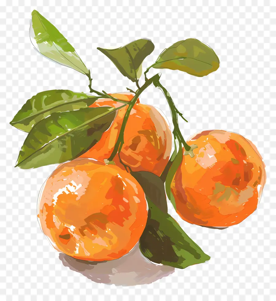 Clementinen Orangen rot rot glänzend - Realistische Illustration reifer, glänzender roter Orangen