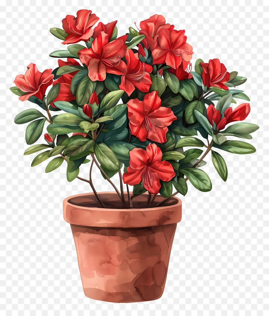 Garten, Blumen - Rote Azalea -Pflanze im runden Tontopf