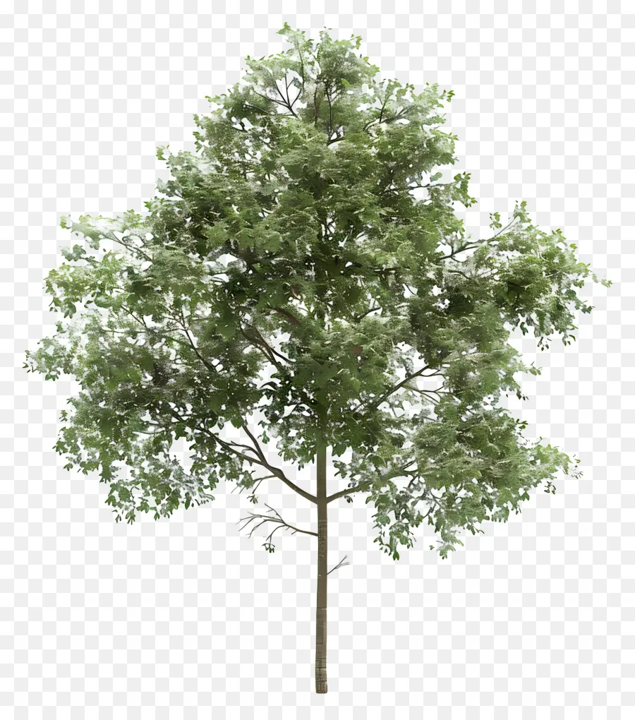 I rami dell'albero di elmo lasciano uccello - Grande albero coperto di foglie con uccello
