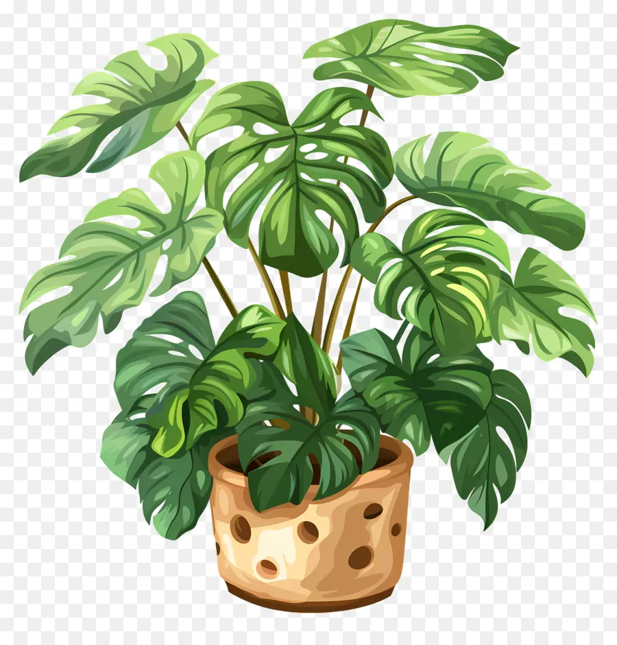swiss cheese plant potted plant monster plant large leaves brown spots