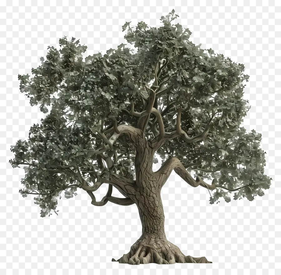 Eiche - Eichenbaum mit grünen Blättern verjüngen