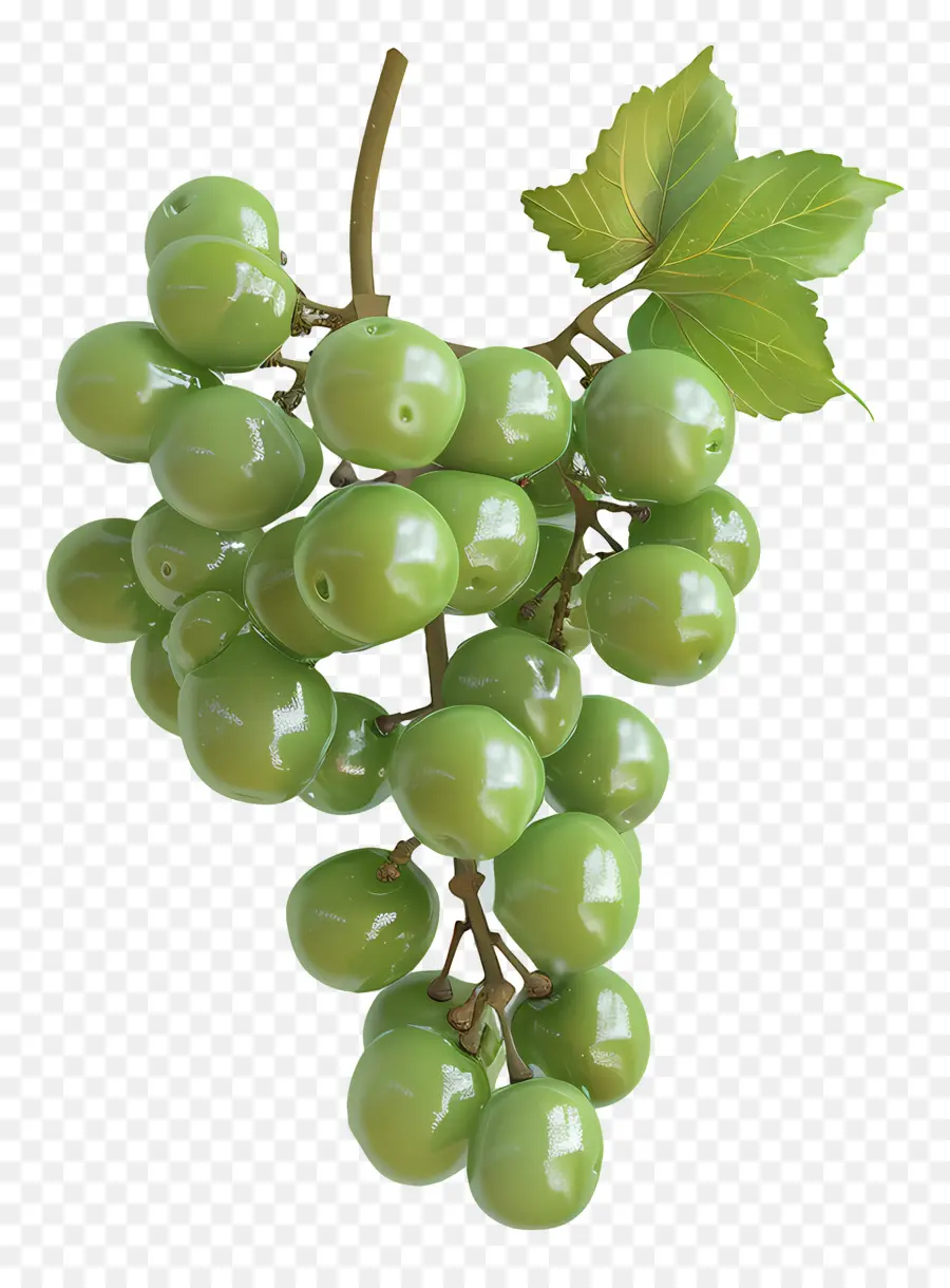 grüne Trauben grüne Trauben Weinbergernte reife Trauben - Bündel reifen grünen Trauben am Zweig