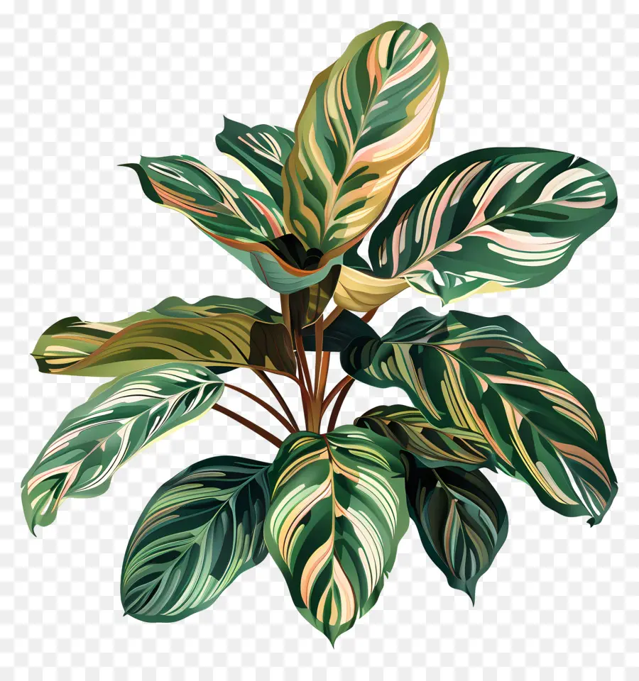 Calathea pianta pianta foglie verde marrone - Pianta verde e marrone con foglie a zigzag