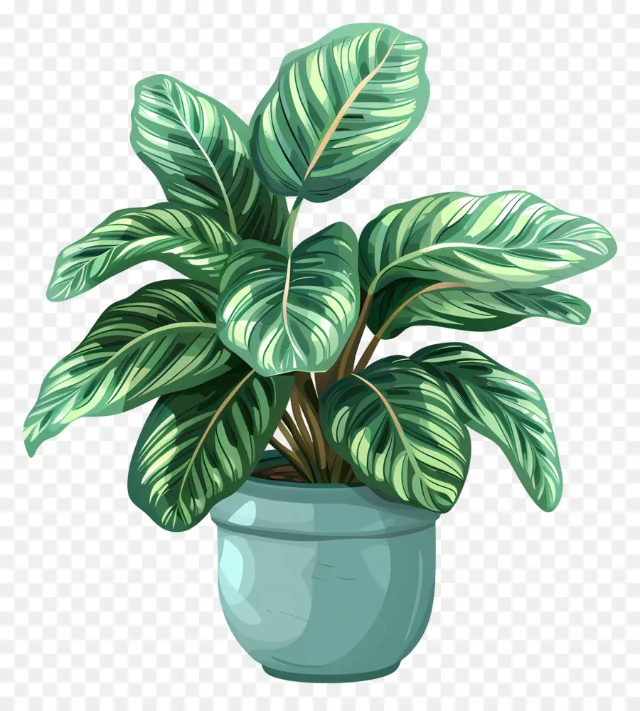 Calathea Pflanze Farn Pflanze Keramik Topf Grüne Blätter Blauer Topf - Grüne Farnpflanze im blauen Keramik -Topf