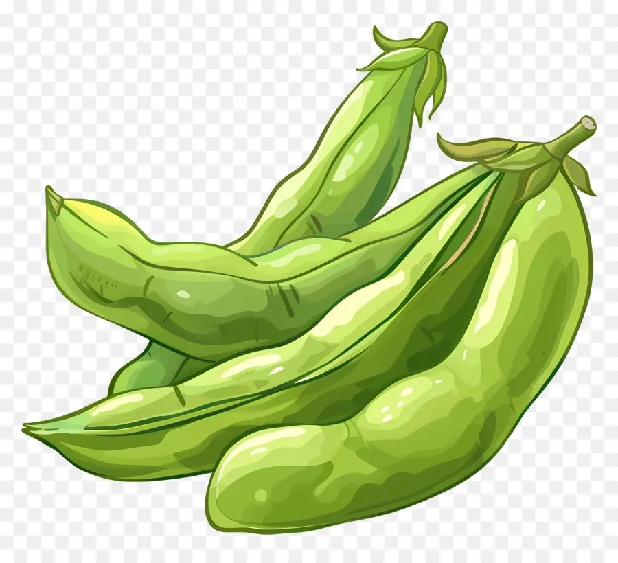 Broad Beans Pea Pods frisch gepflückt grün glänzend - Frische grüne Erbsen in großen Schoten