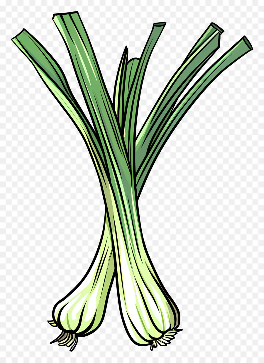 Lauchgrün -Zwiebeln wachsen frisch lebendig - Frische, lebendige grüne Zwiebeln in Spirale angeordnet