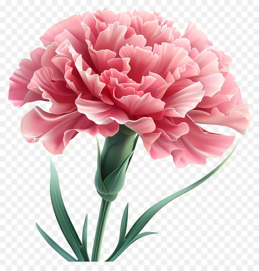 Fiori da cartoni animati 3D STEM di petali di fiori di garofano rosa - Garofano rosa su sfondo nero, petali aperti