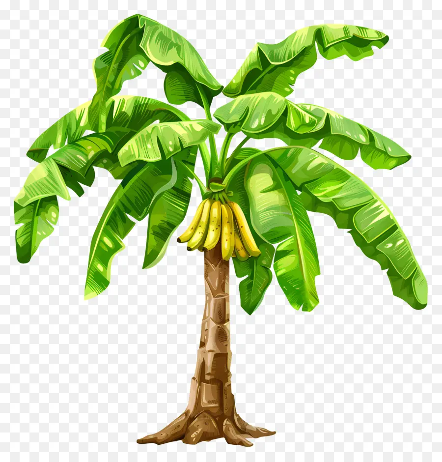 Bananenstaude - Realistische Darstellung von reifen Bananenbaum