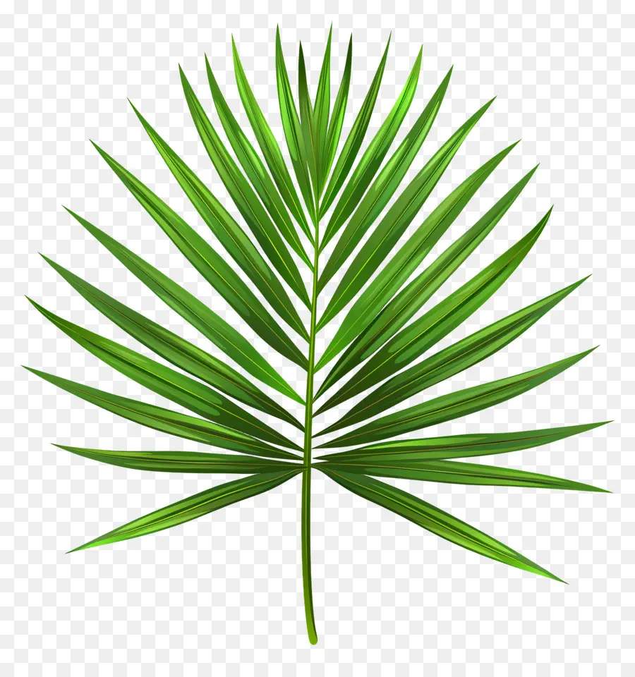 Palm leaf - Palmblatt in Herzform auf schwarzem Hintergrund