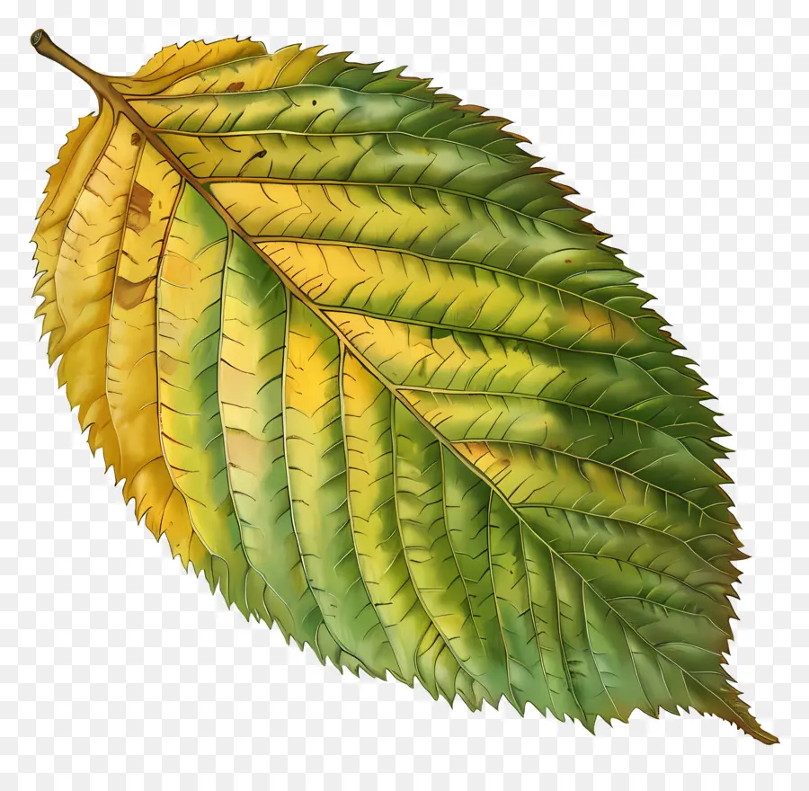 albero di foglie di foglia di olmo giallo verde - Foglia a forma di cuore con colori verde, giallo, marrone
