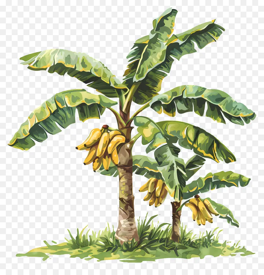 Bananenstaude - Bananenbaum mit reifen Früchten im Paradies