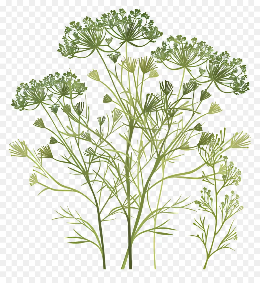 Dill Herb Green Plant để lại hoa Wiry - Cây xanh với lá mỏng, hoa tròn. 
Nền đen