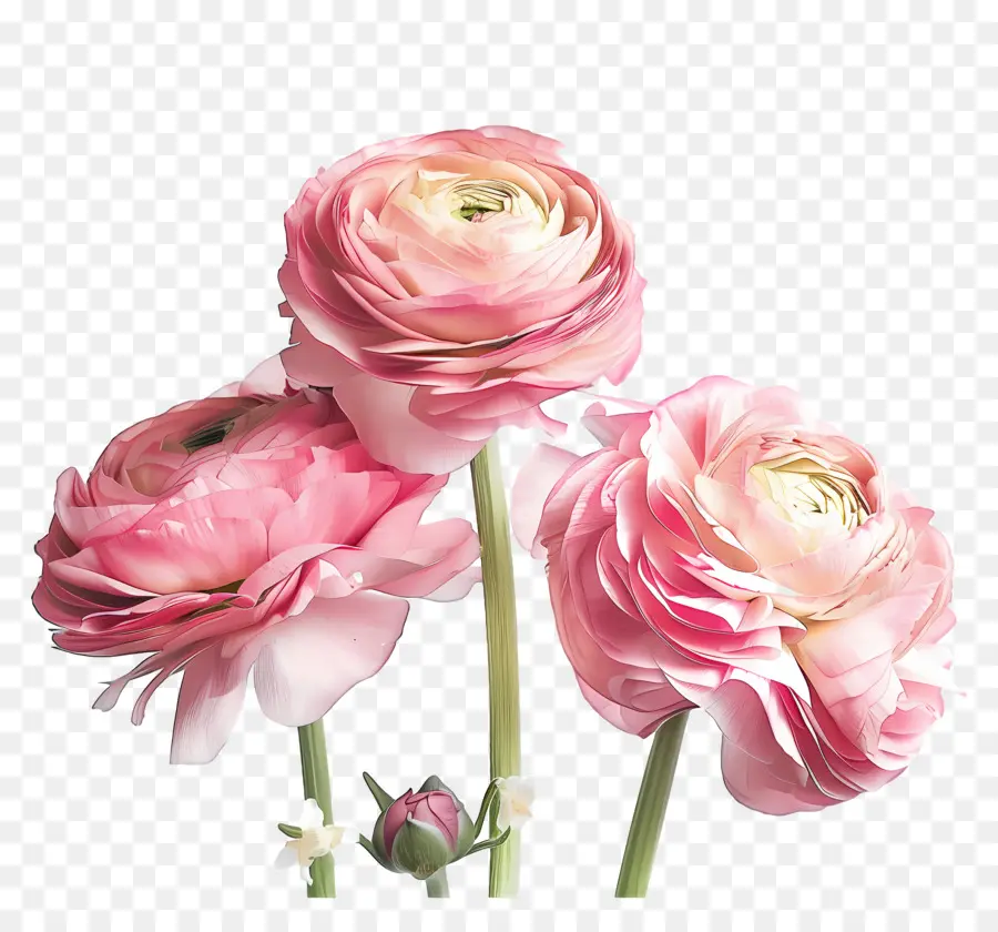 Chúc mừng sinh nhật mẹ hoa hồng hoa hồng cánh hoa - Ba hoa hồng màu hồng rực rỡ trên phông nền tối