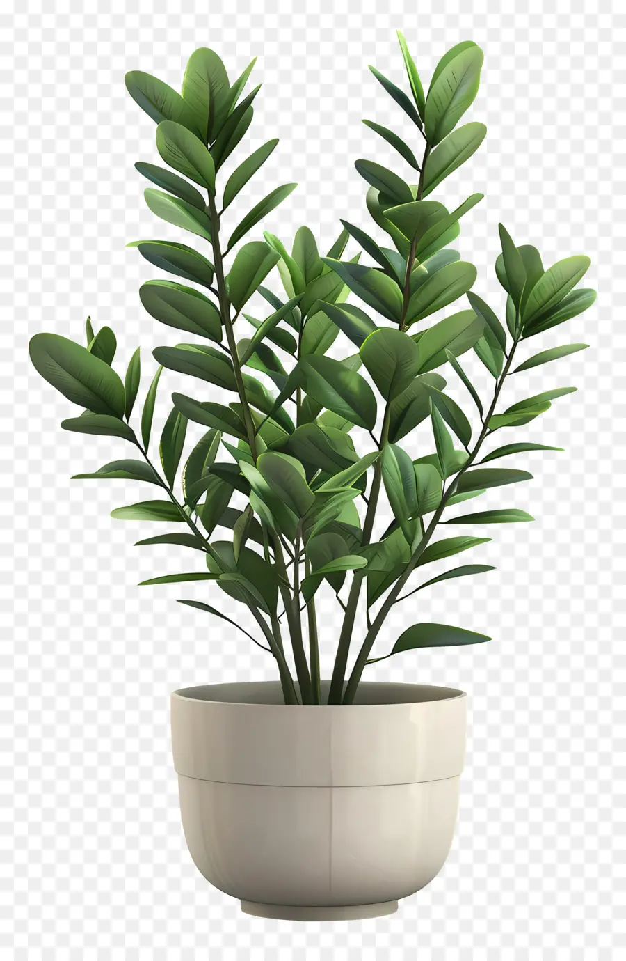 ZZ Pflanze Innenpflanzen pflanzte Pflanze grüne Blätter bewässerte Pflanze - Kleine grüne Pflanze im Topf, frisch bewässert