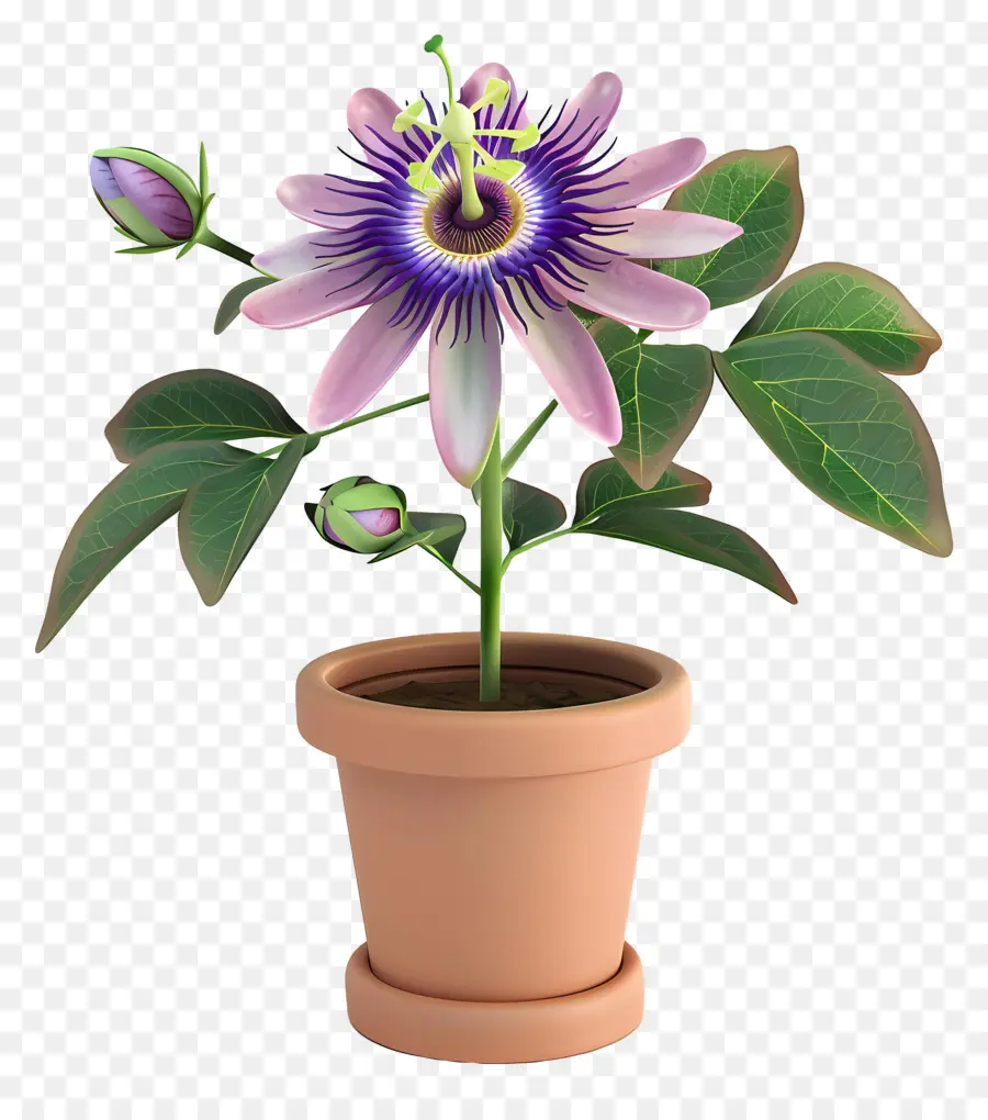 passion flower passion flower potted plant purple petals compact variety