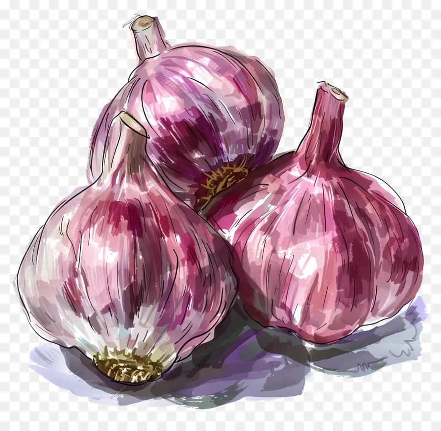 Giorchio di aglio dipinto di aglio Bulbi di aglio Cucina di prodotti freschi - Pittura ad acquerello di lampadine di aglio freschi
