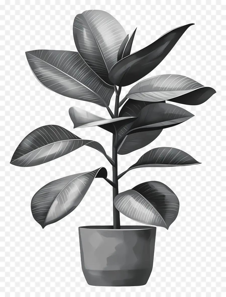 albero della gomma - Pianta in vaso in vaso in bianco e nero minimalista