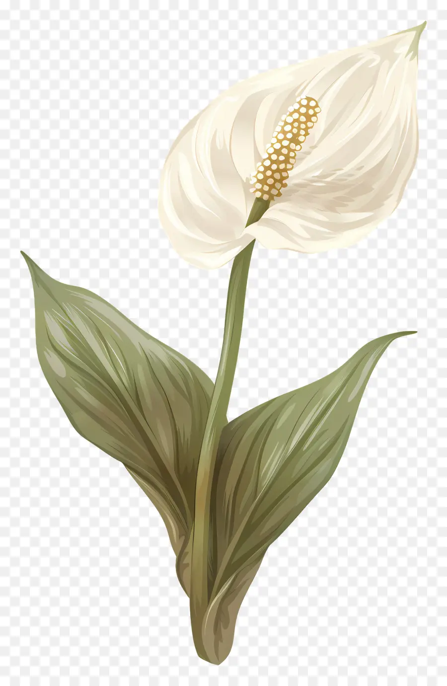 Single Peace Lily Calla Lily Blumenpflanze Pollen - Gesunde weiße Calla Lily mit Pollen