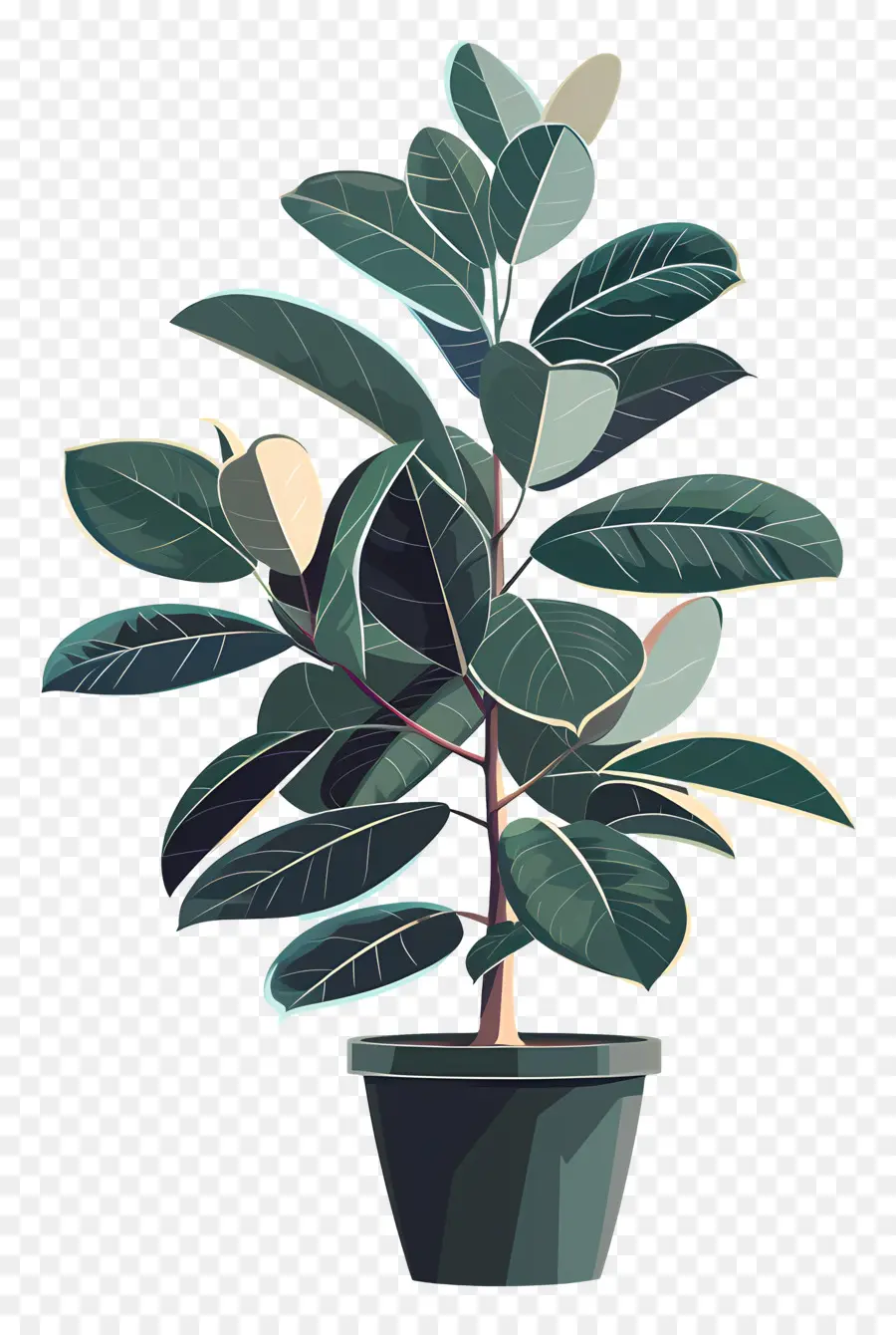 albero della gomma - Felcia verde sana in pentola nera