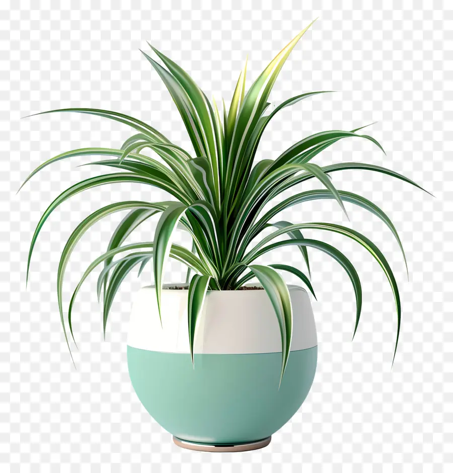 Topfspinnen Pflanze Innenpflanze Zimmerpflanze Pflanze Grüne Laub - Grüne Pflanze im weißen Topf mit gelben Spitzen