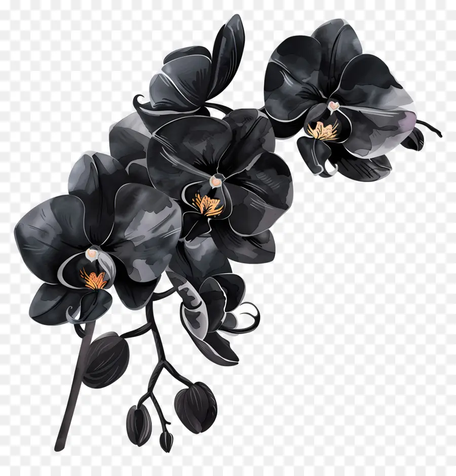orchidee nere Orchide neri Flower Stilizzati petali bianchi - Orchidea nera su sfondo scuro con petali colorati