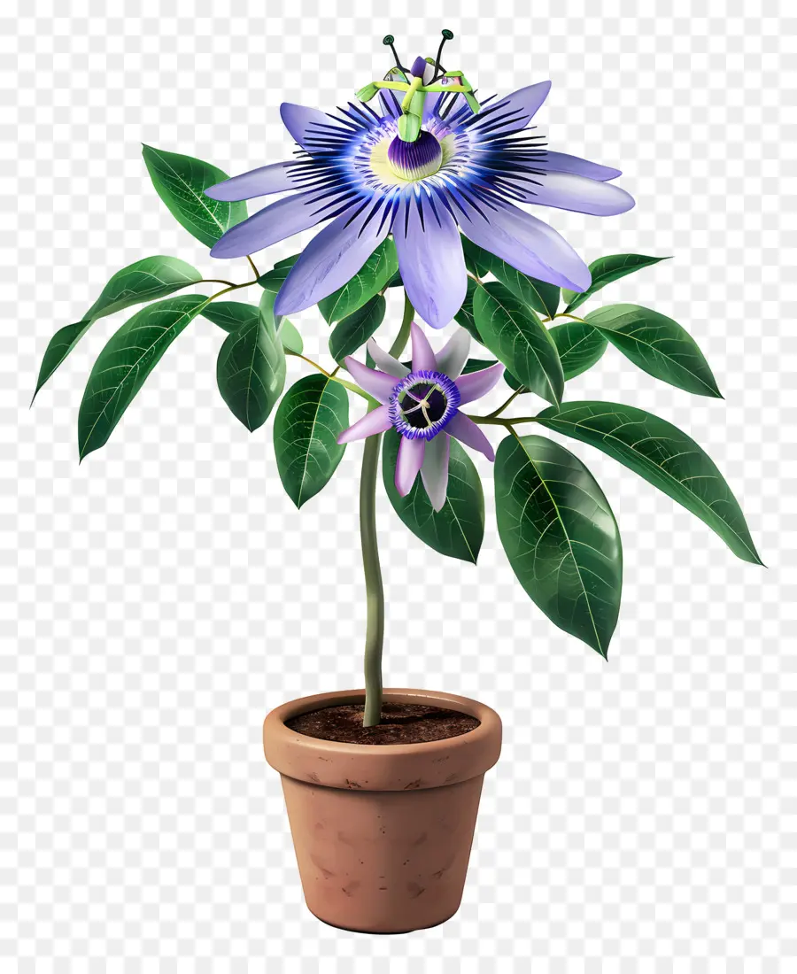 Passion Blume Passion Blume Topf Pflanze blaue und lila Blumen grüne Blätter - Lebendige Passionsblume in Blüte auf schwarzem Hintergrund